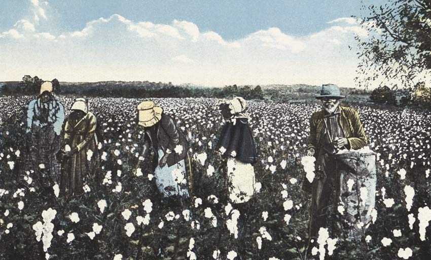 slaves picking cotton. Picking Cotton 1910 Postcard